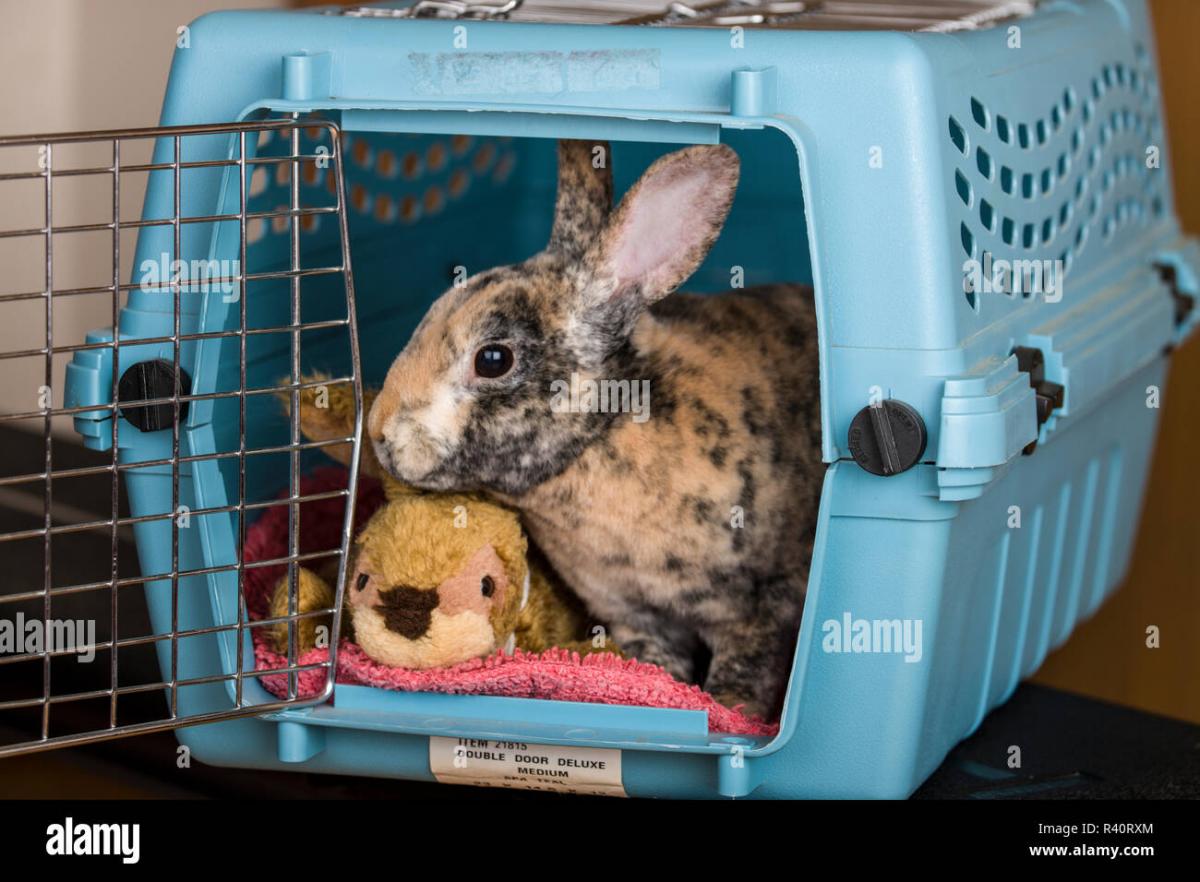 rabbit in pet carrierpet-carrier-pr-R40RXM.jpg