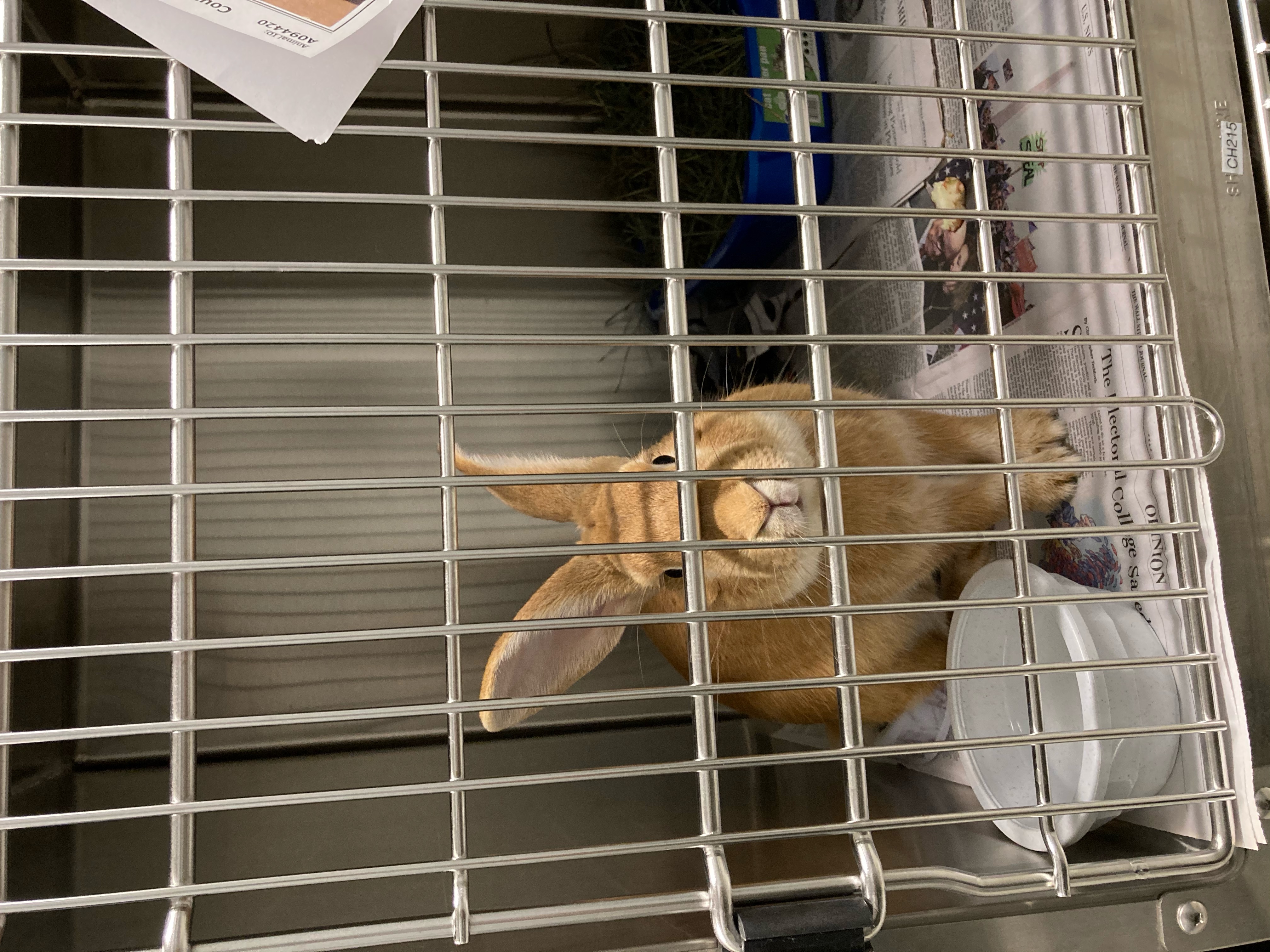 Large scale rescue carried out by animal control | The Rabbit Haven