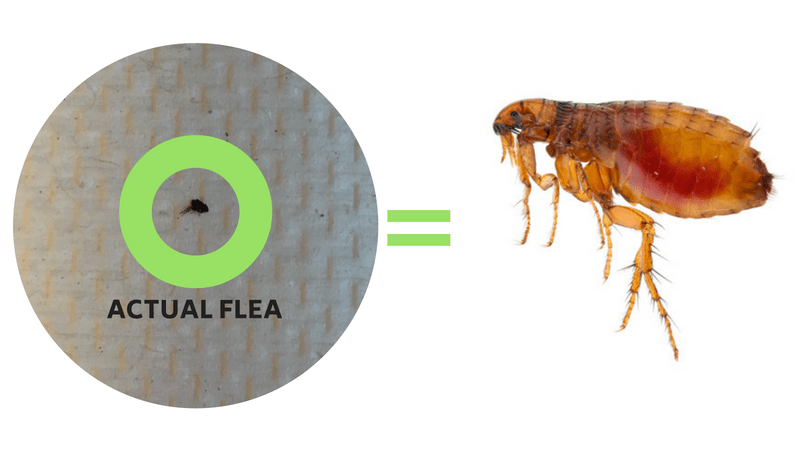 flea.png