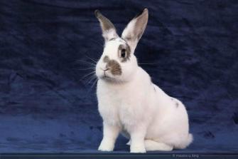 Hoppy rescued | The Rabbit Haven